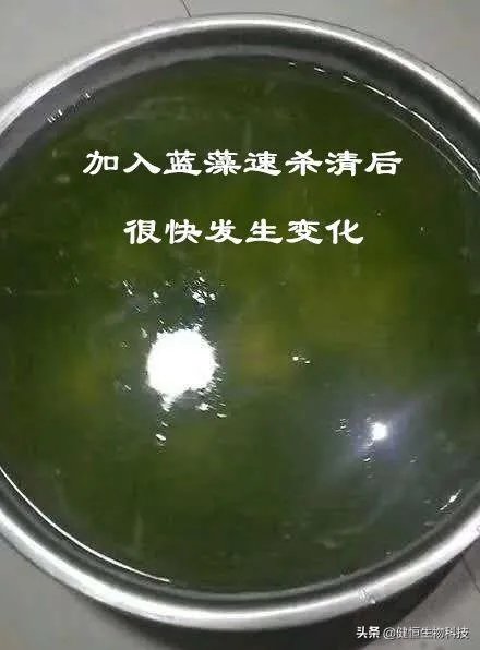 蓝藻爆发的治理措施有哪些？