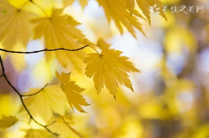 康多乐狗粮怎么样呢