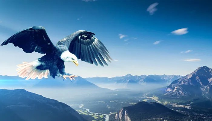 海东青指的是什么