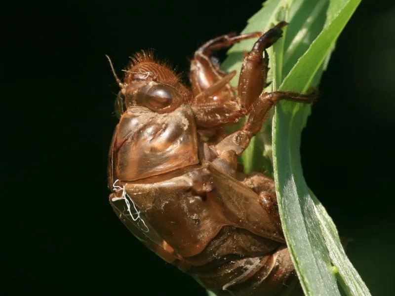 蝉蜕的作用有哪些