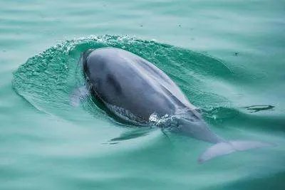 南京长江出现江豚妈妈背着江豚宝宝戏水的场景，这一场景有多温馨？