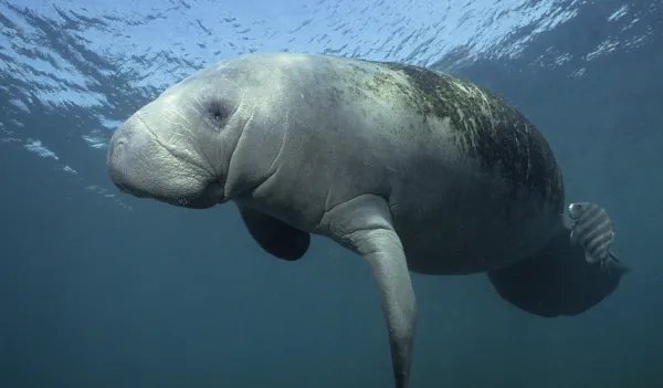 世界上真有美人鱼吗