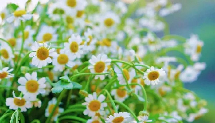 惊蛰吃什么最好