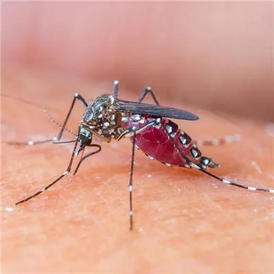 蚊子叮咬会出现什么症状?