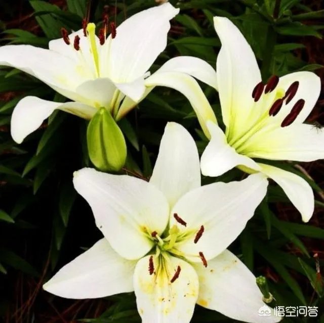 怎么种植百合花？