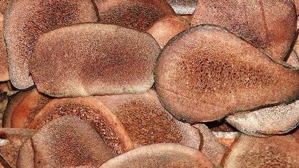 鹿茸的功效与作用