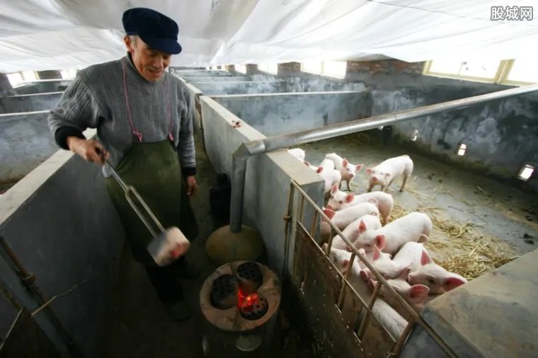 四川引进美国种猪 2018生猪价格行情下跌了吗