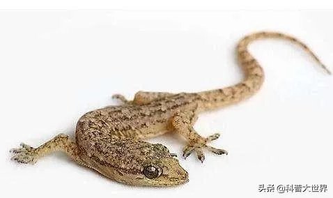 壁虎科的介绍？