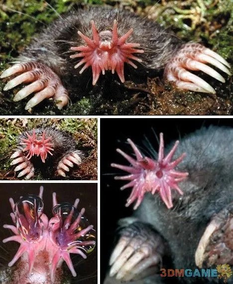 巨丑无比吓倒众人！世界上最丑陋的13种动物