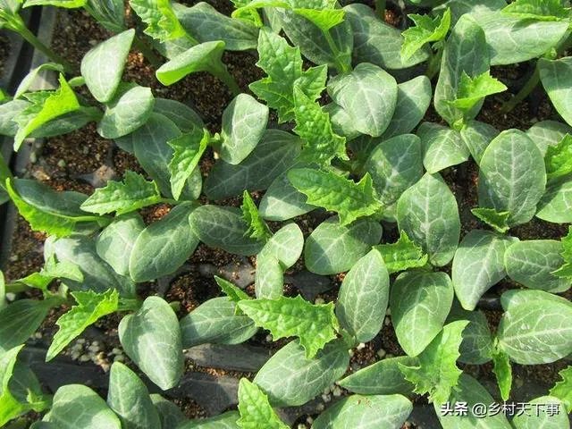 持续高温对丝瓜种植有什么影响？