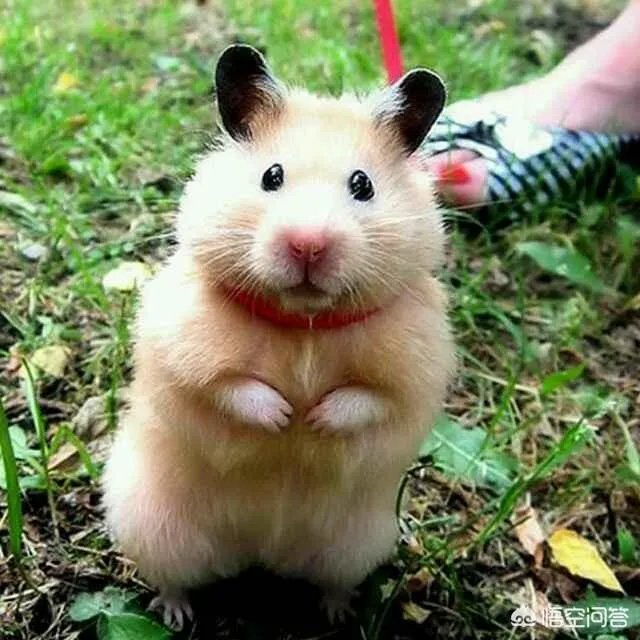 马路上的护栏为什么那么值钱？