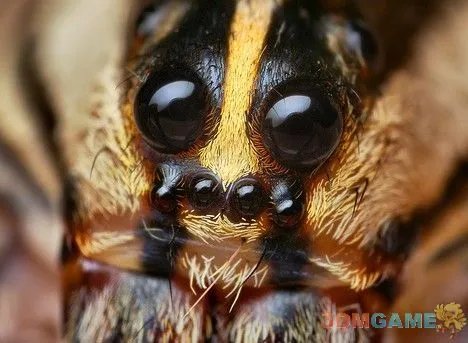 巨丑无比吓倒众人！世界上最丑陋的13种动物