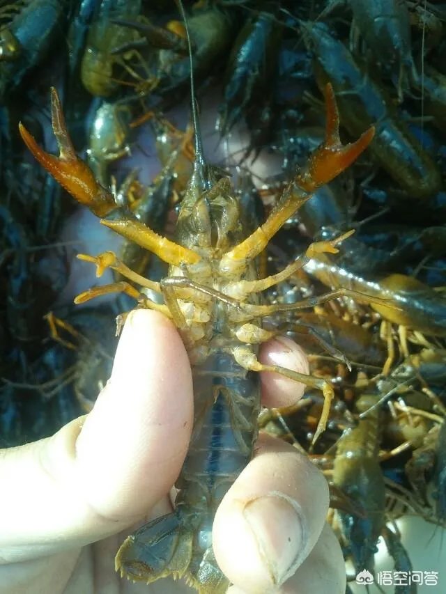 如何选择小龙虾的种苗？