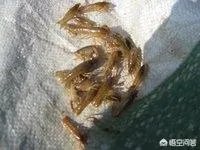 如何选择小龙虾的种苗？