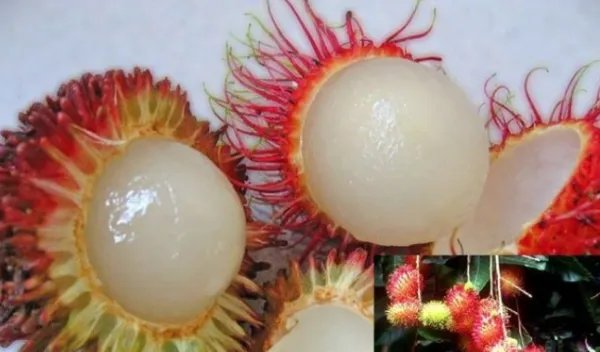 马来西亚的特产有哪些？