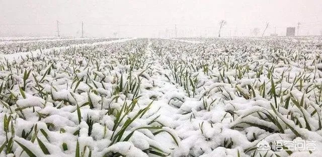 俗语“正月十五雪打灯”是不是意味着当年会有个好收成？
