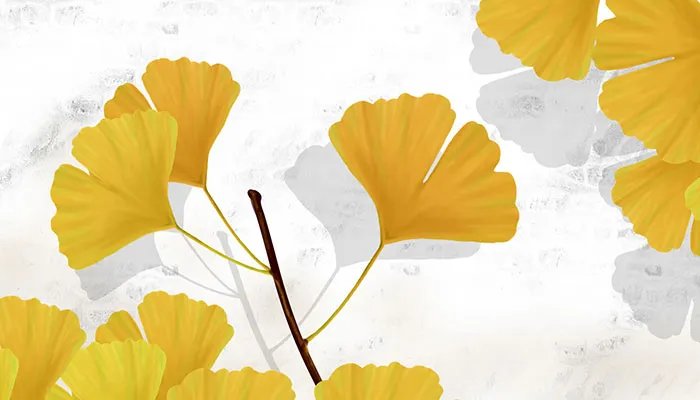 中国银杏之乡是哪里 中国银杏之乡在什么地方