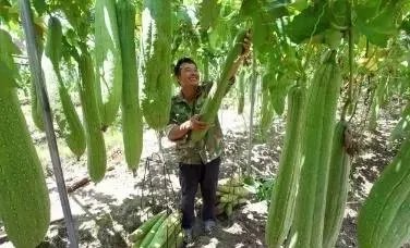 持续高温对丝瓜种植有什么影响？