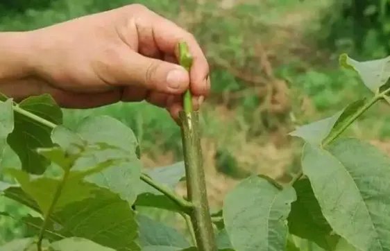 嫁接树苗的方法和技术