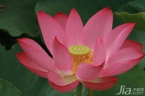 荷花象征什么 荷花象征意义有哪些