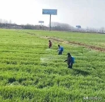 小麦除草剂现在适合打吗？