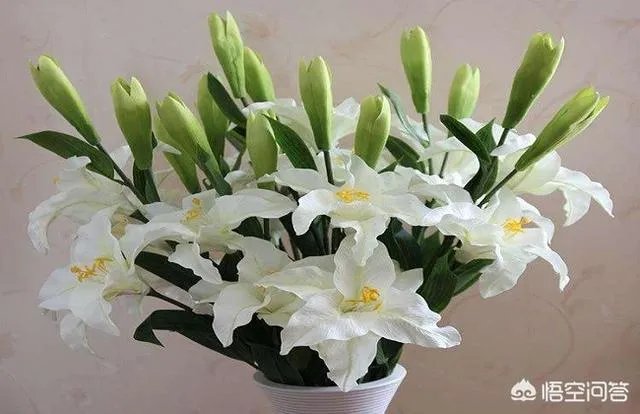 怎么种植百合花？