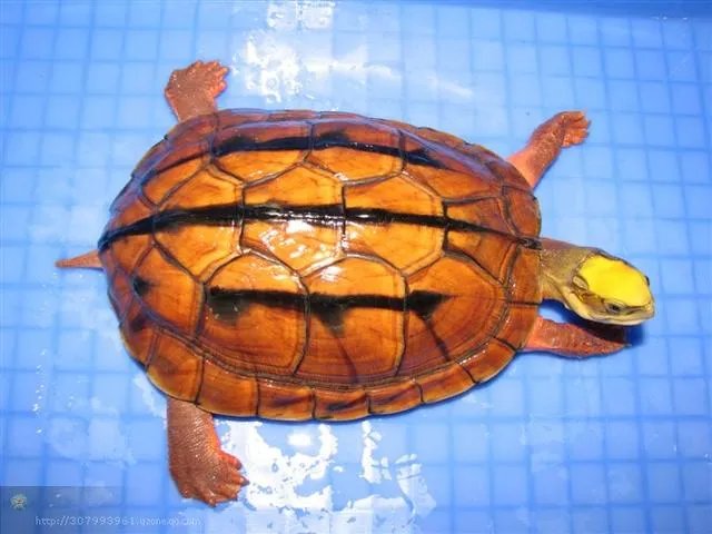 金钱龟吃什么？