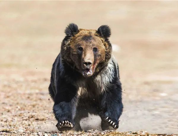 藏棕熊长啥样？为何藏棕熊非常罕见？