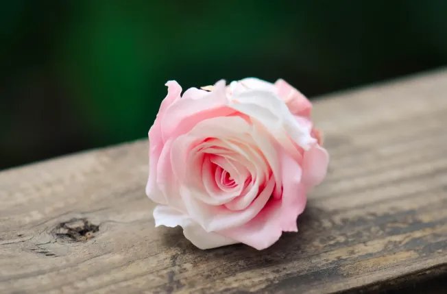 粉玫瑰代表什么