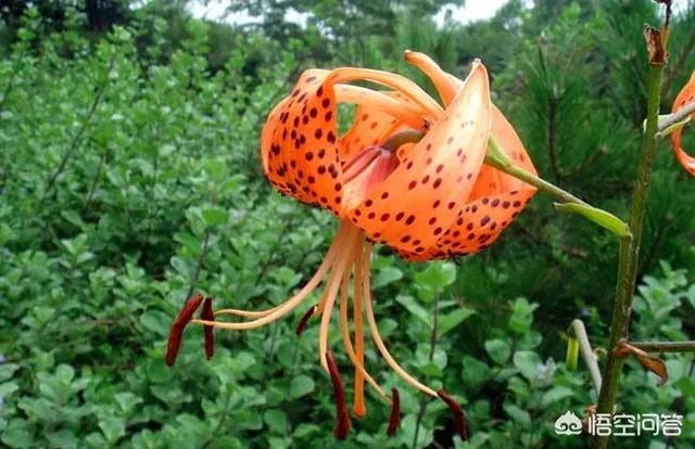 怎么种植百合花？