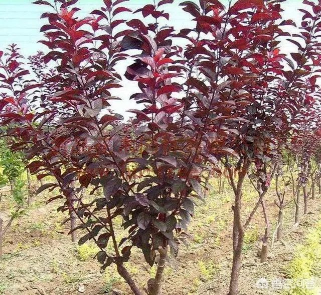 红叶李果实能吃吗？