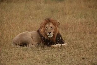 辽宁抚顺村民发现猫科动物踪迹，哪些动物属于猫科类？