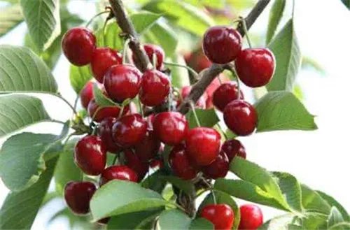 樱桃树嫁接常用的五种砧木 嫁接一定要选好砧木