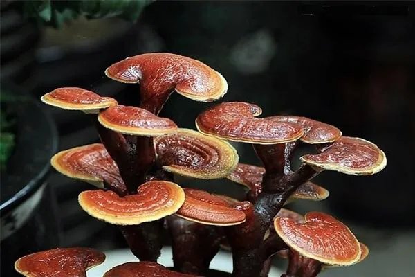 云南十大名贵药材，何首乌只能垫底，第三被称为仙草