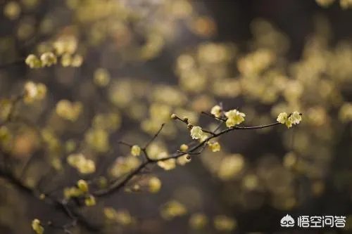 为什么糖水片往往在朋友圈有很高的点赞率，但却得不到摄影大咖们的认可？