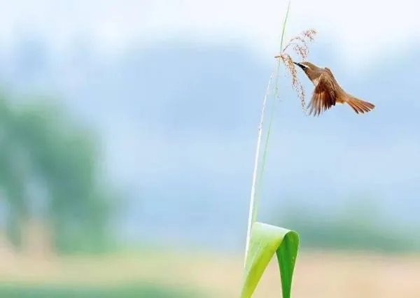 一句美好的祝福语