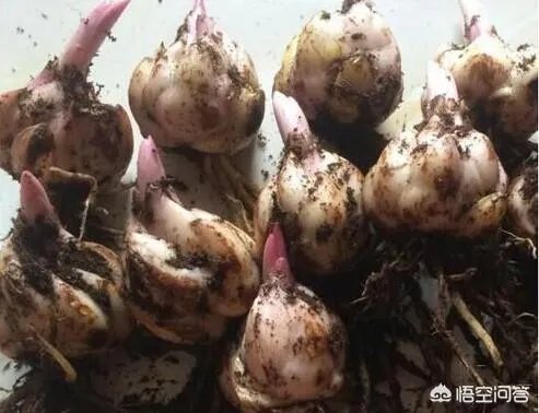 怎么种植百合花？