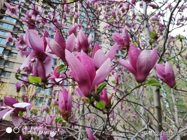 你眼里的春天是什么样子的?