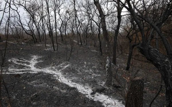 亚马逊雨林烧了3个星期，什么原因导致雨林燃烧？