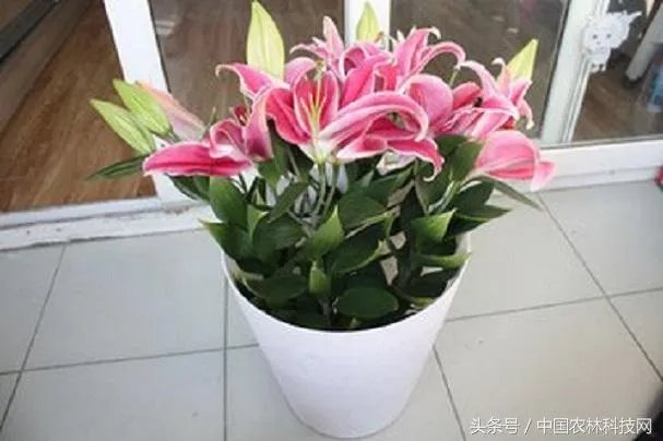 怎么种植百合花？