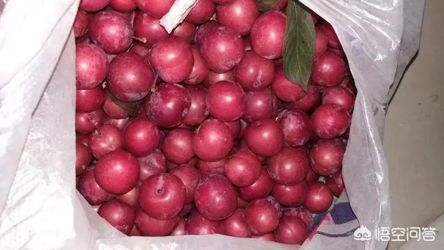 红叶李果实能吃吗？