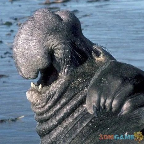 巨丑无比吓倒众人！世界上最丑陋的13种动物