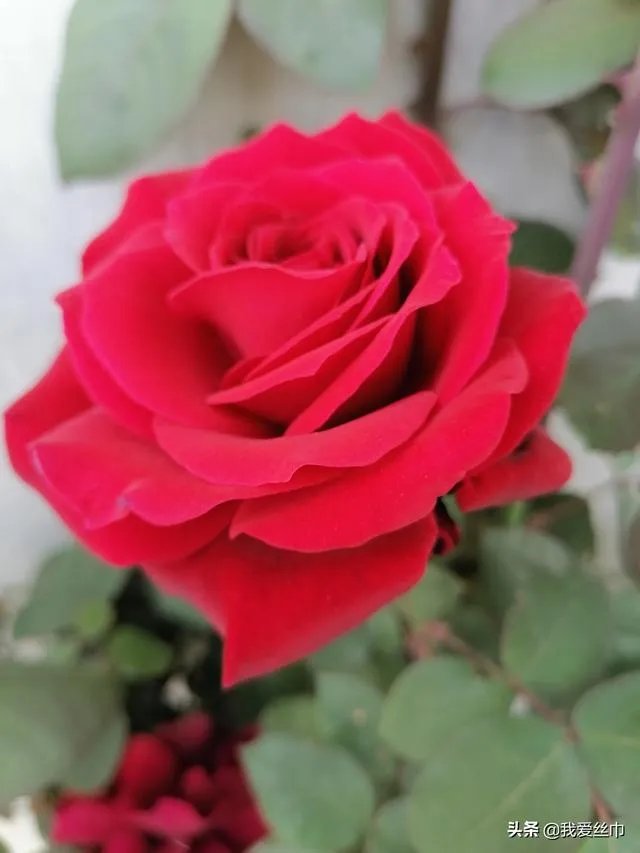 有夏天穿的马丁靴么？