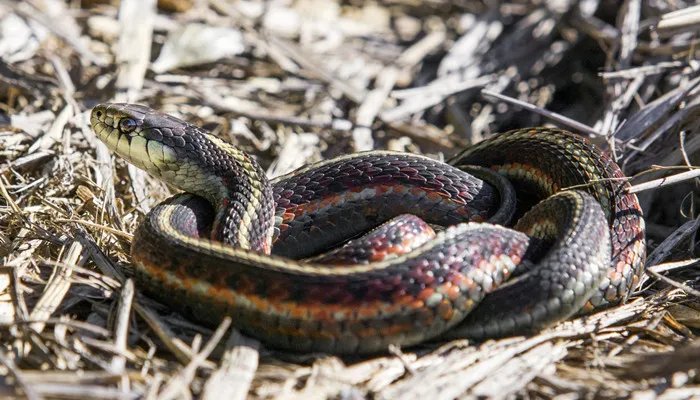 女娲补天什么动物 女娲补天是什么动物