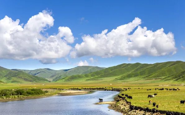 湿地又被称为什么