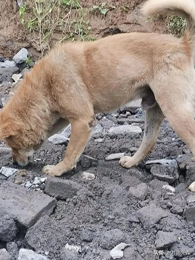 怎么今天一打开手机全是乡西小乔，她咋了？