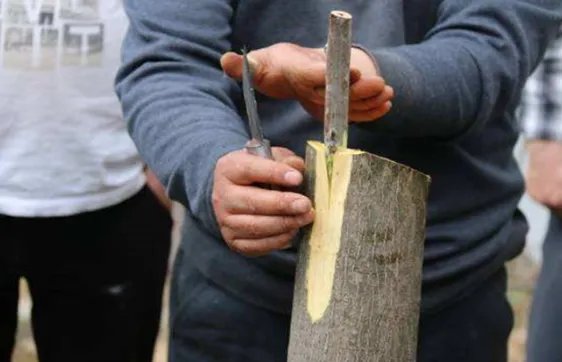 嫁接树苗的方法和技术