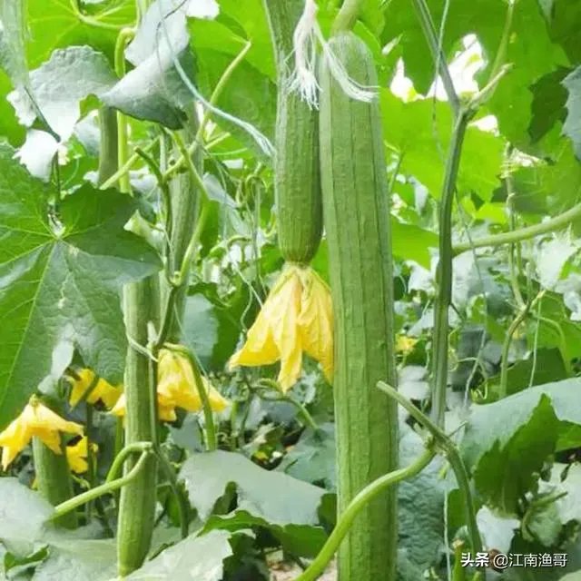 持续高温对丝瓜种植有什么影响？