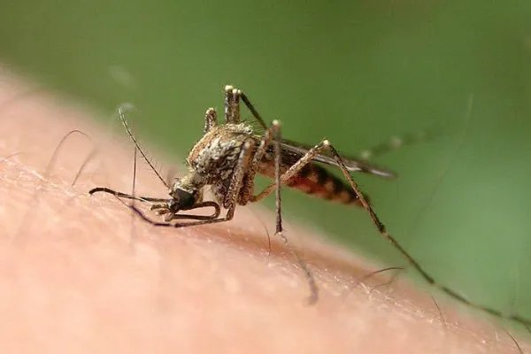 美佛罗里达将释放7.5亿转基因蚊子，为了灭蚊子有必要冒这么大的风险吗？