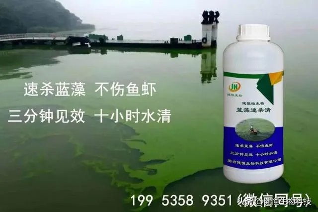 蓝藻爆发的治理措施有哪些？